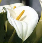 calla