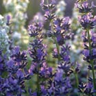 lavendel