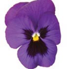 siefmuetterchen